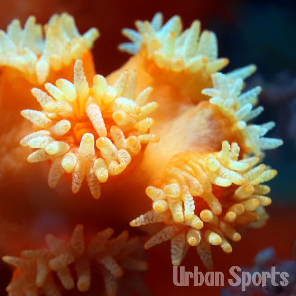 オノミチキサンゴ