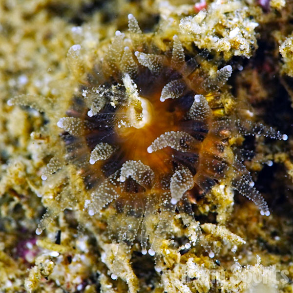 シオガマサンゴ