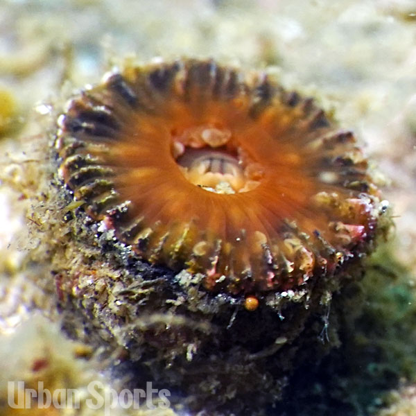 シオガマサンゴ