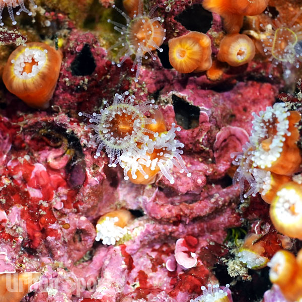 ウスマメホネナシサンゴ