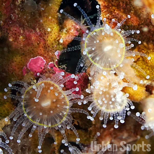 ウスマメホネナシサンゴ