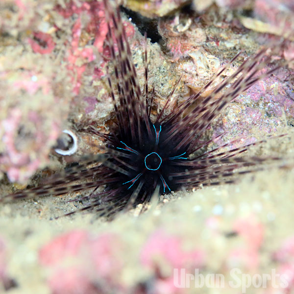 アラサキガンガゼ