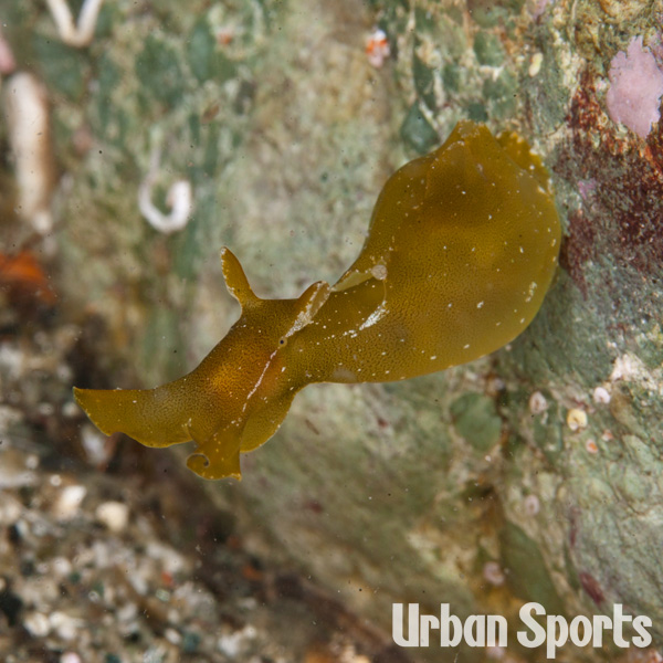 アマクサアメフラシ