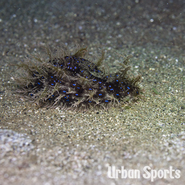 フレリトゲウミウシ