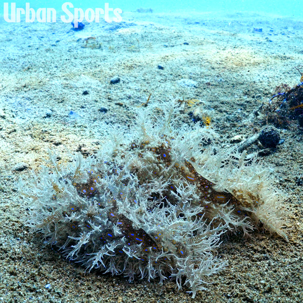 フレリトゲウミウシ