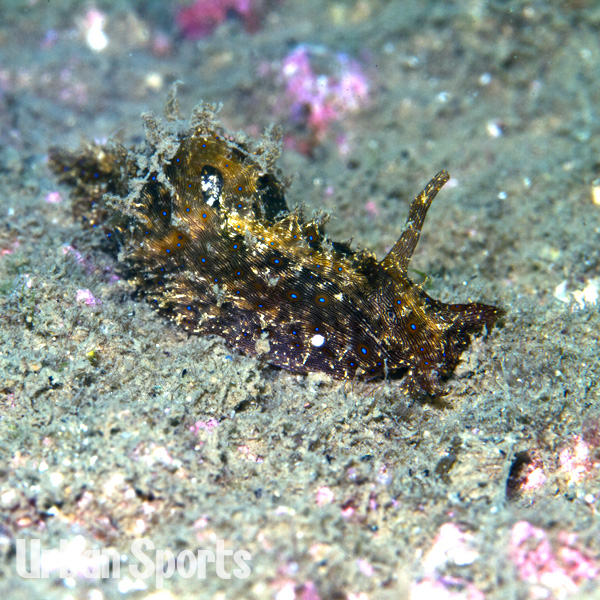 クロスジウミウシ