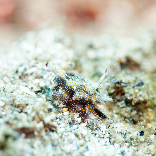 アマクサウミコチョウ