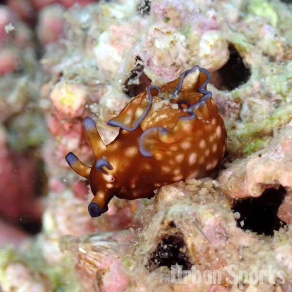 アプリシア・ニグロキンクタ