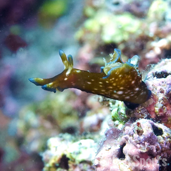 アプリシア・ニグロキンクタ