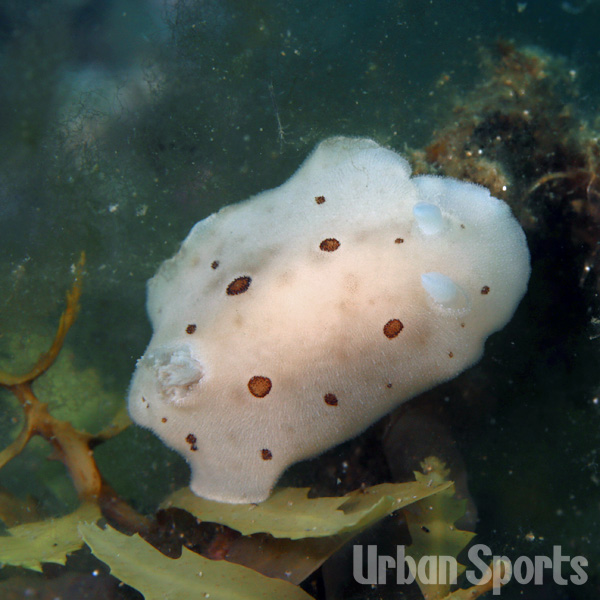 エゾカスリウミウシ