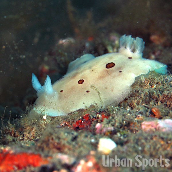 エゾカスリウミウシ