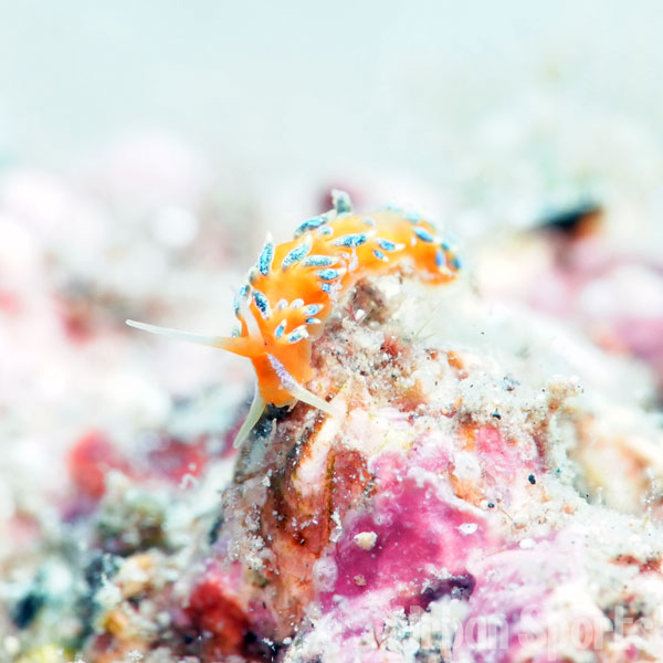 フジエラミノウミウシ