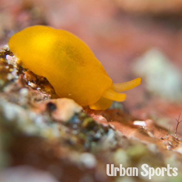 ホウズキフシエラガイ