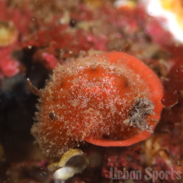 ヒメチシオウミウシ