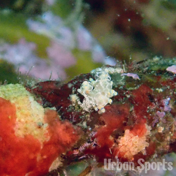 ホリミノ属の仲間