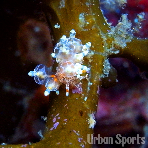 ホシアカリミノウミウシ