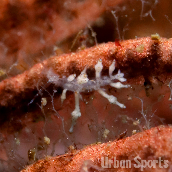 ホシアカリミノウミウシ