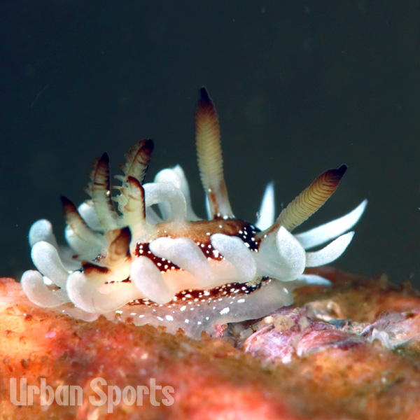 イバラウミウシ