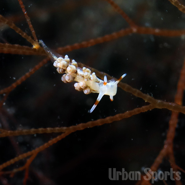 コマユミノウミウシ