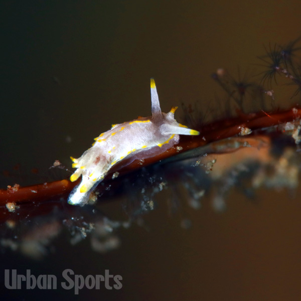 イバラウミウシ属