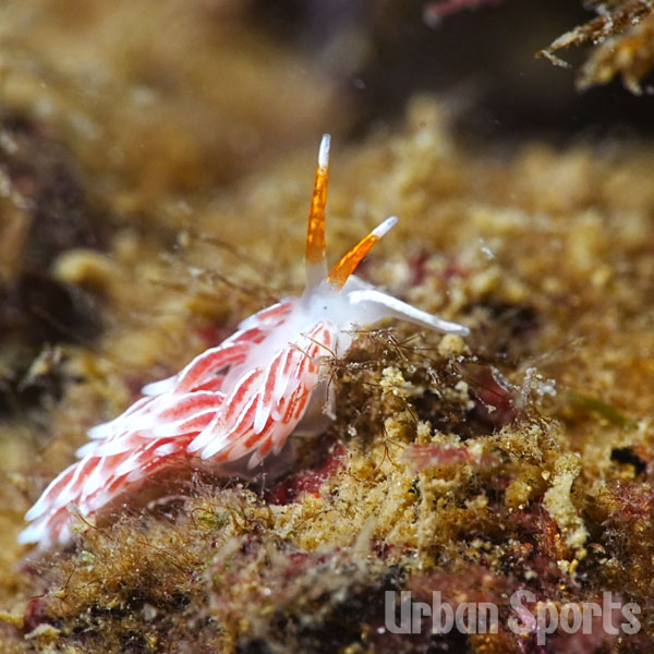 コヅチミノウミウシ