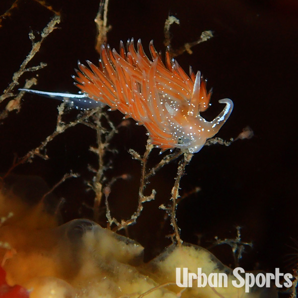 アカエラミノウミウシ