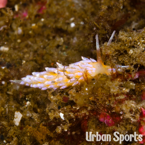 ダンズミノウミウシ