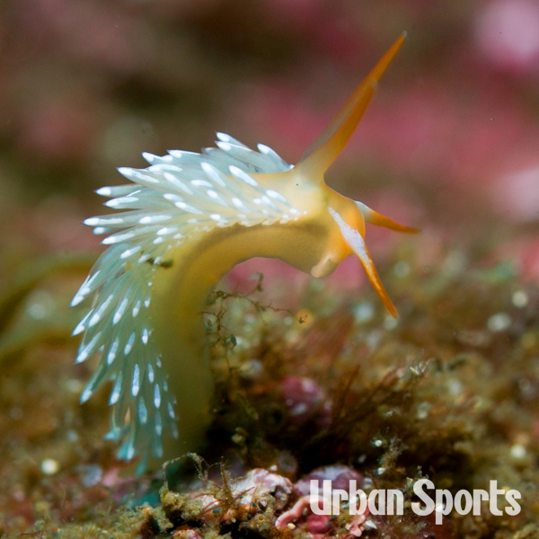 フタイロミノウミウシ