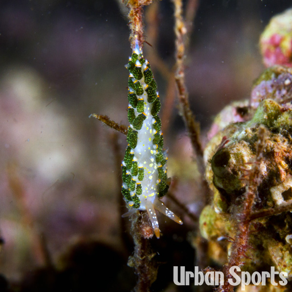 ゴシキミノウミウシ