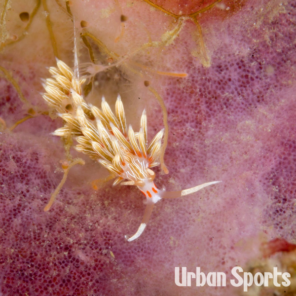 ハクセンミノウミウシ