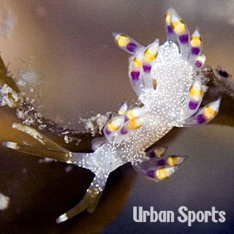 ハクテンミノウミウシ