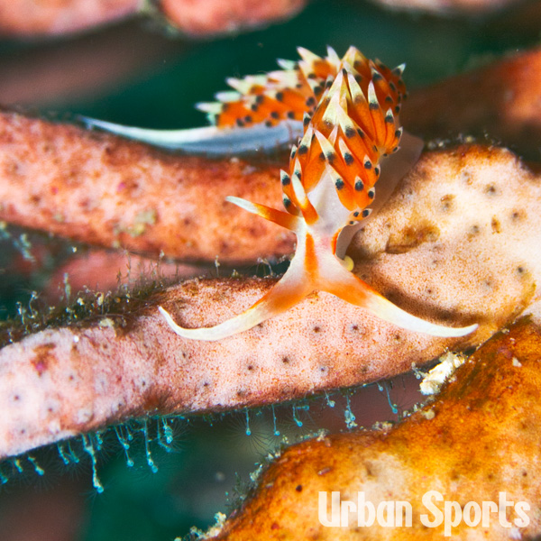 ヒブサミノウミウシ