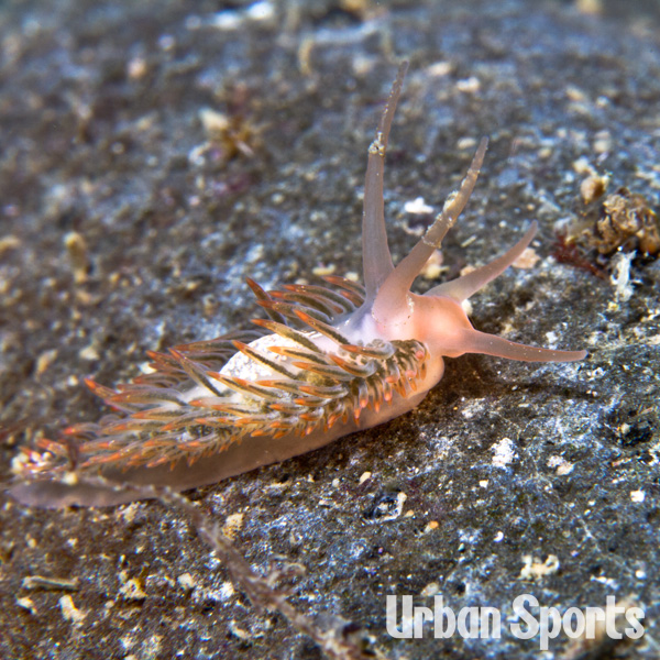 ヒダミノウミウシ