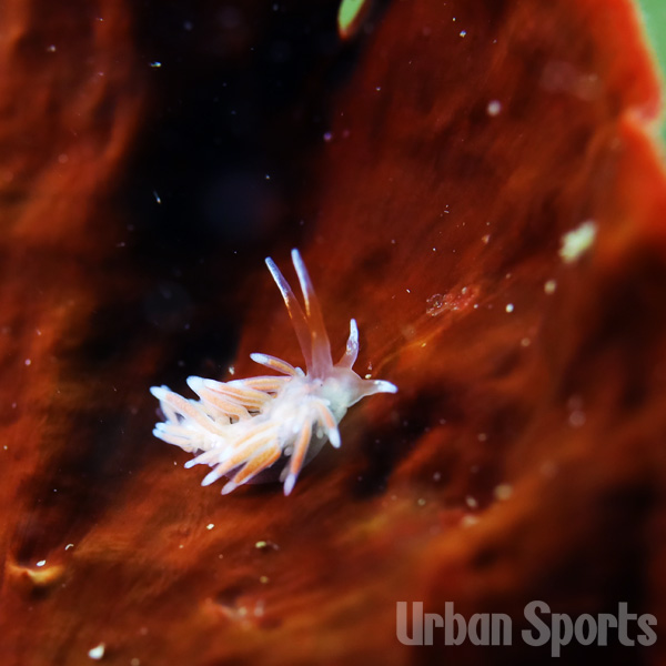 コヅチミノウミウシ