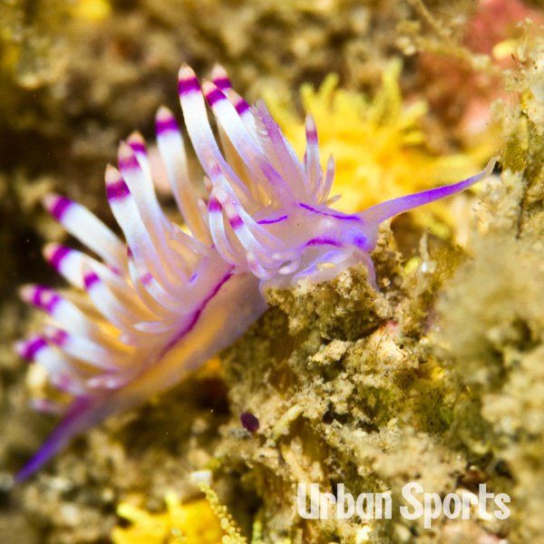 セスジミノウミウシ