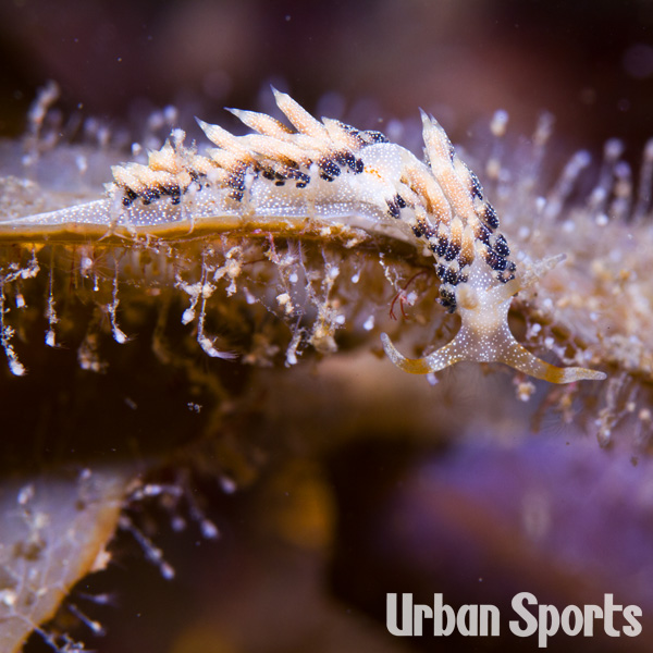 シャクジョウミノウミウシ