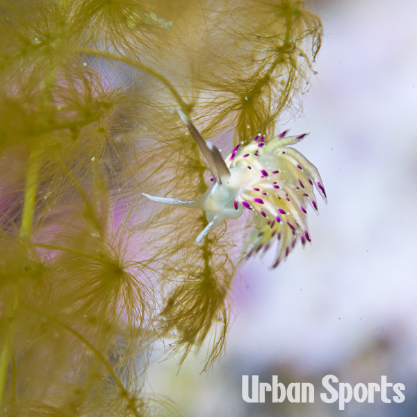 トモエミノウミウシ
