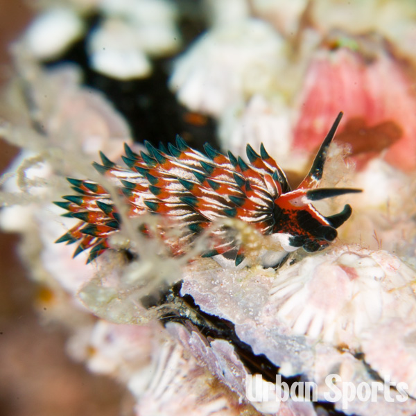 ツマグロミノウミウシ