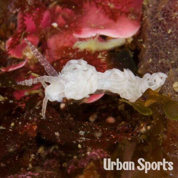 ツノワミノウミウシ