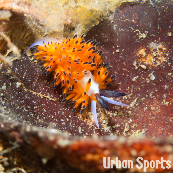 ツルガチゴウミウシ