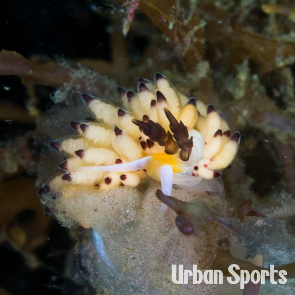 ツルガチゴミノウミウシ