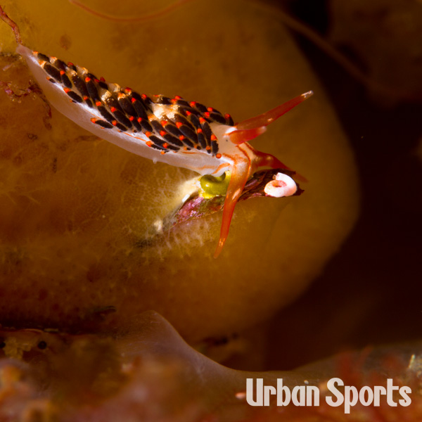 ヨツスジミノウミウシ