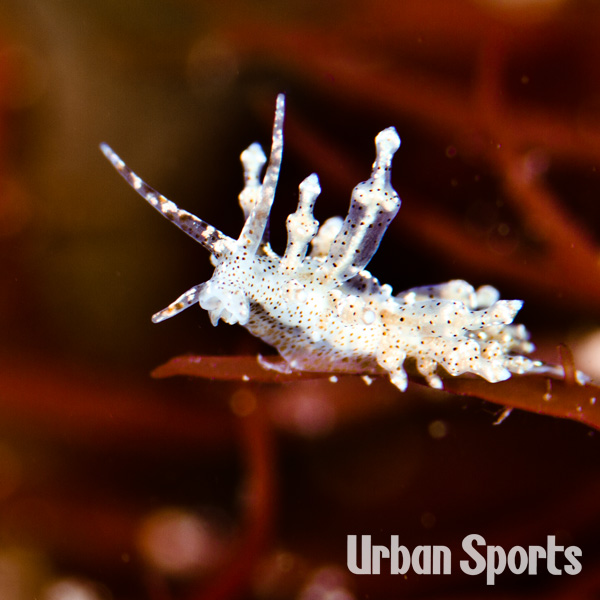 ホシアカリミノウミウシ