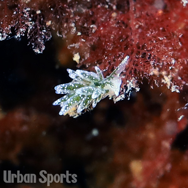 ミドリアマモウミウシ