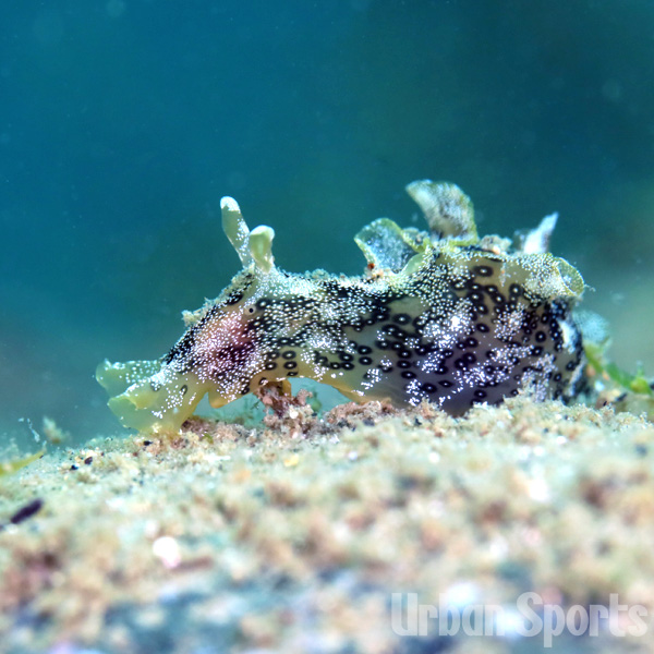 ミドリアメフラシ