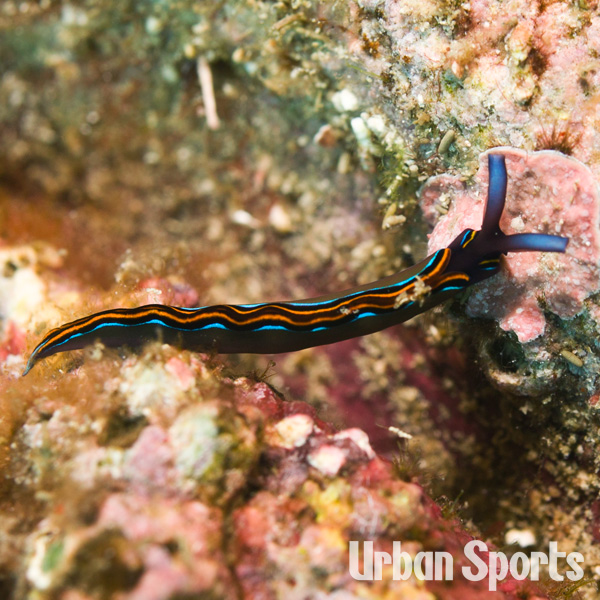 チゴミドリガイ