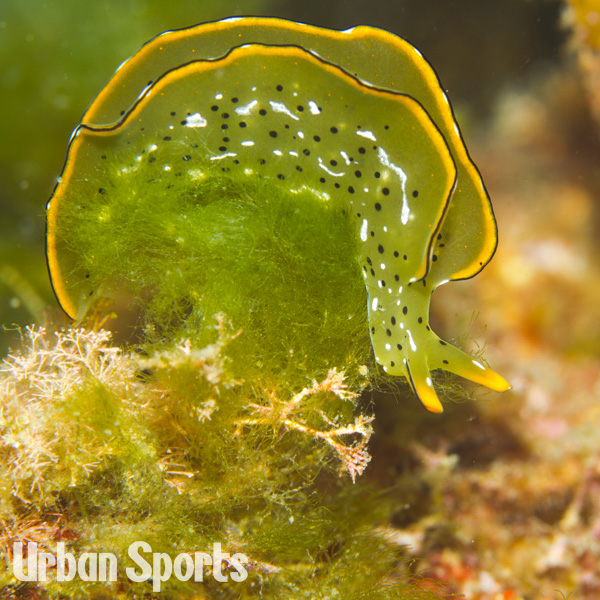 コノハミドリガイ