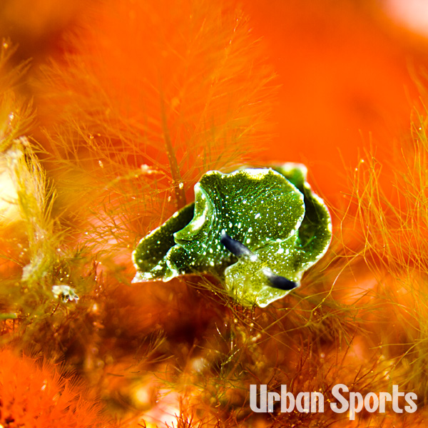 クロミドリガイ