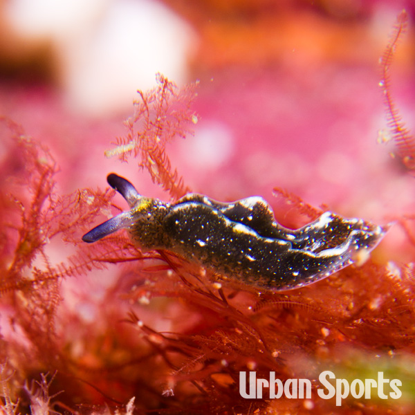 クロミドリガイ