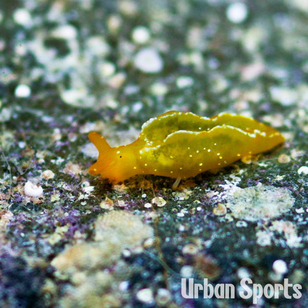 オトメミドリガイ